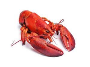Homard Canadien cru